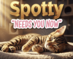 A viral, hyper-realistic YouTube thumbnail with a warm, golden-hour cozy shelter atmosphere. The background is a softly lit cat condo with sunbeams streaming through windows and floating dust particles. The composition uses a gentle low-angle close-up to focus on the main subject: an adorable spotted tabby cat peacefully curled on a plush blanket with one paw reaching toward the viewer. The image features massive 3D typography with strict hierarchy: The Primary Text reads exactly: 'Spotty'. This text is massive, the largest element in the frame, rendered in warm brushed gold with subtle glowing edges to look like a high-budget 3D render. The Secondary Text reads exactly: 'Needs You Now'. This text is significantly smaller, positioned below the main text. It features a thick white outline with soft pink fill in handwritten sticker style to contrast against the background. The text materials correspond to the story's concept. Crucial Instruction: There is absolutely NO other text, numbers, watermarks, or subtitles in this image other than these two specific lines. 8k, Unreal Engine 5, cinematic render