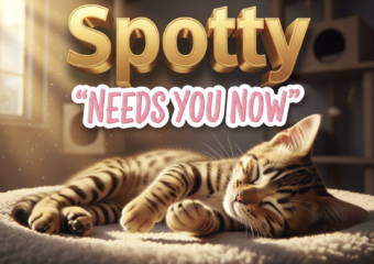 A viral, hyper-realistic YouTube thumbnail with a warm, golden-hour cozy shelter atmosphere. The background is a softly lit cat condo with sunbeams streaming through windows and floating dust particles. The composition uses a gentle low-angle close-up to focus on the main subject: an adorable spotted tabby cat peacefully curled on a plush blanket with one paw reaching toward the viewer. The image features massive 3D typography with strict hierarchy: The Primary Text reads exactly: 'Spotty'. This text is massive, the largest element in the frame, rendered in warm brushed gold with subtle glowing edges to look like a high-budget 3D render. The Secondary Text reads exactly: 'Needs You Now'. This text is significantly smaller, positioned below the main text. It features a thick white outline with soft pink fill in handwritten sticker style to contrast against the background. The text materials correspond to the story's concept. Crucial Instruction: There is absolutely NO other text, numbers, watermarks, or subtitles in this image other than these two specific lines. 8k, Unreal Engine 5, cinematic render