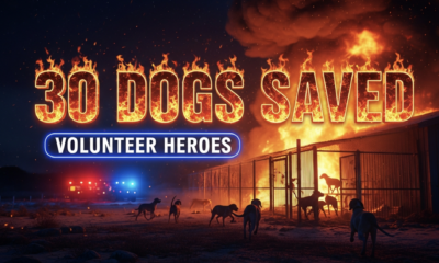A viral, hyper-realistic YouTube thumbnail with a dramatic fiery orange and deep midnight blue atmosphere. The background is a raging kennel fire at night on the Colorado plains with massive flames shooting into the sky and thick black smoke, emergency lights flashing red and blue across snow-dusted ground. The composition uses a dramatic low angle to focus on the main subject: a scorched metal kennel gate twisted open with rescued hunting dogs running toward safety in the foreground. The image features massive 3D typography with strict hierarchy: The Primary Text reads exactly: '30 DOGS SAVED'. This text is massive, the largest element in the frame, rendered in burning molten metal with glowing embers and real fire particles. The Secondary Text reads exactly: 'VOLUNTEER HEROES'. This text is significantly smaller, positioned below the main text with a thick white outline and electric blue glow border to cut through the smoke. 8k, Unreal Engine 5, cinematic render