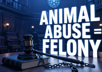 A viral, hyper-realistic YouTube thumbnail with a dramatic courtroom atmosphere. The background is a dimly lit Indiana Statehouse chamber with wooden benches and the state seal glowing faintly on the wall, moody blue and amber lighting. The composition uses a low-angle shot to focus on the main subject: a heavy brass gavel resting on a leather-bound law book beside a broken metal dog chain. The image features massive 3D typography with strict hierarchy: The Primary Text reads exactly: 'ANIMAL ABUSE = FELONY'. This text is massive, the largest element in the frame, rendered in cold polished chrome with sharp edges to look like a high-budget 3D render. The Secondary Text reads exactly: 'Indiana HB 1165'. This text is significantly smaller, positioned below the main text. It features a thick red sticker-style outline with slight glow effect to contrast against the background. Make sure text 2 is always different theme, style, effect and border compared to text 1. The text materials correspond to the story's concept. Crucial Instruction: There is absolutely NO other text, numbers, watermarks, or subtitles in this image other than these two specific lines. 8k, Unreal Engine 5, cinematic render.