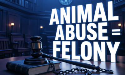 A viral, hyper-realistic YouTube thumbnail with a dramatic courtroom atmosphere. The background is a dimly lit Indiana Statehouse chamber with wooden benches and the state seal glowing faintly on the wall, moody blue and amber lighting. The composition uses a low-angle shot to focus on the main subject: a heavy brass gavel resting on a leather-bound law book beside a broken metal dog chain. The image features massive 3D typography with strict hierarchy: The Primary Text reads exactly: 'ANIMAL ABUSE = FELONY'. This text is massive, the largest element in the frame, rendered in cold polished chrome with sharp edges to look like a high-budget 3D render. The Secondary Text reads exactly: 'Indiana HB 1165'. This text is significantly smaller, positioned below the main text. It features a thick red sticker-style outline with slight glow effect to contrast against the background. Make sure text 2 is always different theme, style, effect and border compared to text 1. The text materials correspond to the story's concept. Crucial Instruction: There is absolutely NO other text, numbers, watermarks, or subtitles in this image other than these two specific lines. 8k, Unreal Engine 5, cinematic render.