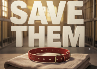 A viral, hyper-realistic YouTube thumbnail with a Heartbreaking yet Hopeful atmosphere. The background is a slightly blurred, warm-toned animal shelter kennel with soft, golden hour lighting streaming through a window. The composition uses a Low Angle to focus on the main subject: a detailed Faceless Hero Object, specifically a worn, red dog collar resting on a clean, folded blanket. The image features massive 3D typography with strict hierarchy: The Primary Text reads exactly: 'SAVE THEM'. This text is massive, the largest element in the frame, rendered in Matte White with Soft Dirt Textures to look like a high-budget 3D render. The Secondary Text reads exactly: 'URGENT $10K GOAL'. This text is significantly smaller, positioned below the main text. It features a thick, distinct bright red border/outline (sticker style) to contrast against the background. Make sure text 2 is always different theme, style, effect and border compared to text 1.