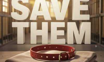 A viral, hyper-realistic YouTube thumbnail with a Heartbreaking yet Hopeful atmosphere. The background is a slightly blurred, warm-toned animal shelter kennel with soft, golden hour lighting streaming through a window. The composition uses a Low Angle to focus on the main subject: a detailed Faceless Hero Object, specifically a worn, red dog collar resting on a clean, folded blanket. The image features massive 3D typography with strict hierarchy: The Primary Text reads exactly: 'SAVE THEM'. This text is massive, the largest element in the frame, rendered in Matte White with Soft Dirt Textures to look like a high-budget 3D render. The Secondary Text reads exactly: 'URGENT $10K GOAL'. This text is significantly smaller, positioned below the main text. It features a thick, distinct bright red border/outline (sticker style) to contrast against the background. Make sure text 2 is always different theme, style, effect and border compared to text 1.