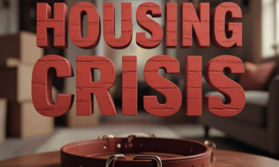 A viral, hyper-realistic YouTube thumbnail with a Somber yet Hopeful atmosphere. The background is a blurred, warm-lit interior of a cozy living room with moving boxes packed in the corner. The composition uses a Eye-Level Angle to focus on the main subject: a detailed Leather Dog Collar resting on a wooden table. The image features massive 3D typography with strict hierarchy: The Primary Text reads exactly: 'HOUSING CRISIS'. This text is massive, the largest element in the frame, rendered in Matte Red Brick texture to look like a high-budget 3D render. The Secondary Text reads exactly: 'PETS LEFT BEHIND'. This text is significantly smaller, positioned below or next to the main text. It features a thick, distinct white border/outline (sticker style) to contrast against the background. Make sure text 2 is always different theme, style, effect and border compared to text 1.