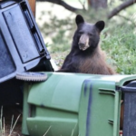 Colorado Launches $1 Million Grant Push to Stop Bear Break-Ins