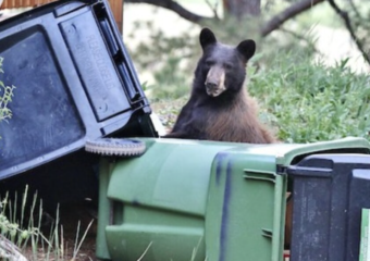 colorado bear proof trash grant program 2026