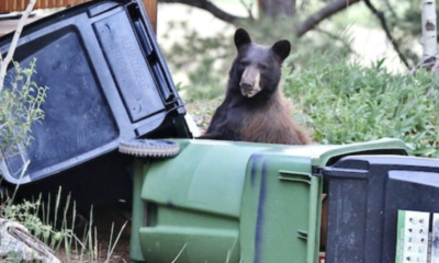 colorado bear proof trash grant program 2026