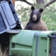 colorado bear proof trash grant program 2026