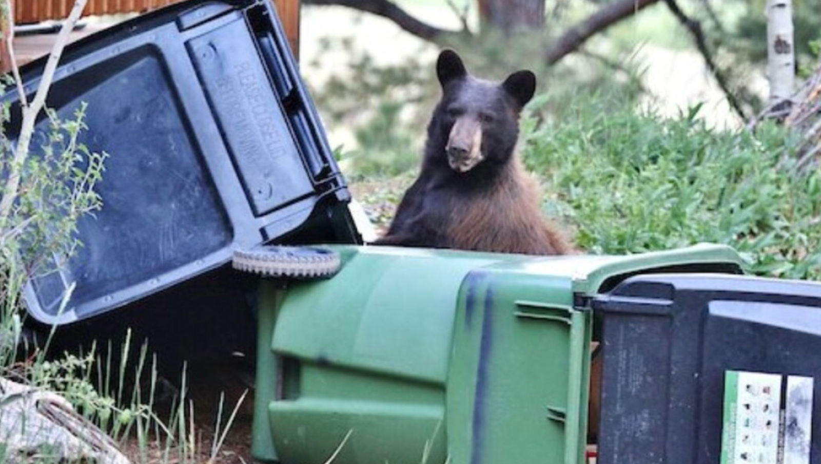 colorado bear proof trash grant program 2026