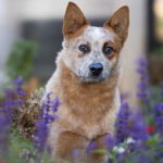 Shy Kirby the Cattle Dog Steals Hearts in Colorado Shelter