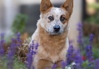 kirby australian cattle dog adoption colorado