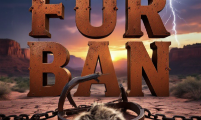 A viral, hyper-realistic YouTube thumbnail with a dramatic Western atmosphere. The background is a stormy Colorado mesa sunset over red rock canyons with lightning cracking in the distance. The composition uses a low-angle cinematic shot to focus on the main subject: a weathered steel animal trap dramatically chained to cracked desert ground with fresh bobcat fur caught in its jaws. Image size should be 3:2. The image features massive 3D typography with strict hierarchy: The Primary Text reads exactly: 'FUR BAN'. This text is massive, the largest element in the frame, rendered in rusted blood-red steel to look like a high-budget 3D render. The Secondary Text reads exactly: 'COLORADO SHOWDOWN'. This text is significantly smaller, positioned below the main text. It features a thick, glowing orange border/outline (sticker style) to contrast against the background. Make sure text 2 is always different theme, style, effect and border compared to text 1.