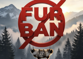 A viral, hyper-realistic YouTube thumbnail with a dramatic environmental activist atmosphere. The background is a misty Colorado mountain forest at dawn with snow-capped peaks and golden sunlight piercing through pine trees. The composition uses a low dramatic angle to focus on the main subject: a large, forbidden-style red prohibition circle-slash sign over a floating bobcat pelt. Image size should be 3:2. The image features massive 3D typography with strict hierarchy: The Primary Text reads exactly: 'FUR BAN'. This text is massive, the largest element in the frame, rendered in blood-red chrome metal with sharp edges to look like a high-budget 3D render. The Secondary Text reads exactly: 'COLORADO VOTES YES'. This text is significantly smaller, positioned below the main text. It features a thick, glowing white border/outline (sticker style) to contrast against the background. Make sure text 2 is always different theme, style, effect and border compared to text 1.