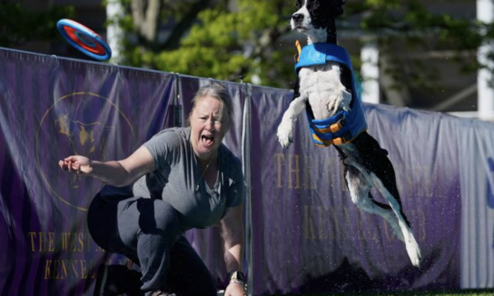western colorado dock diving dogs championship