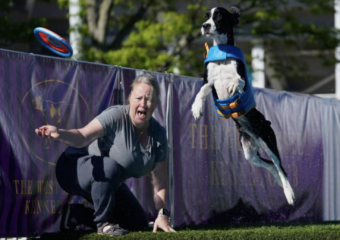 western colorado dock diving dogs championship
