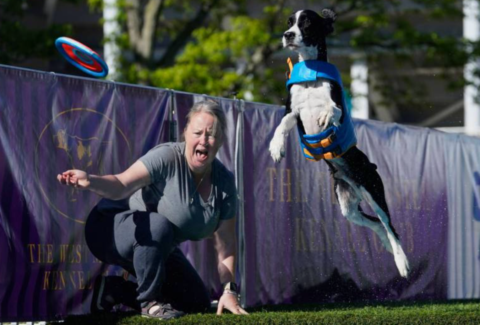 western colorado dock diving dogs championship