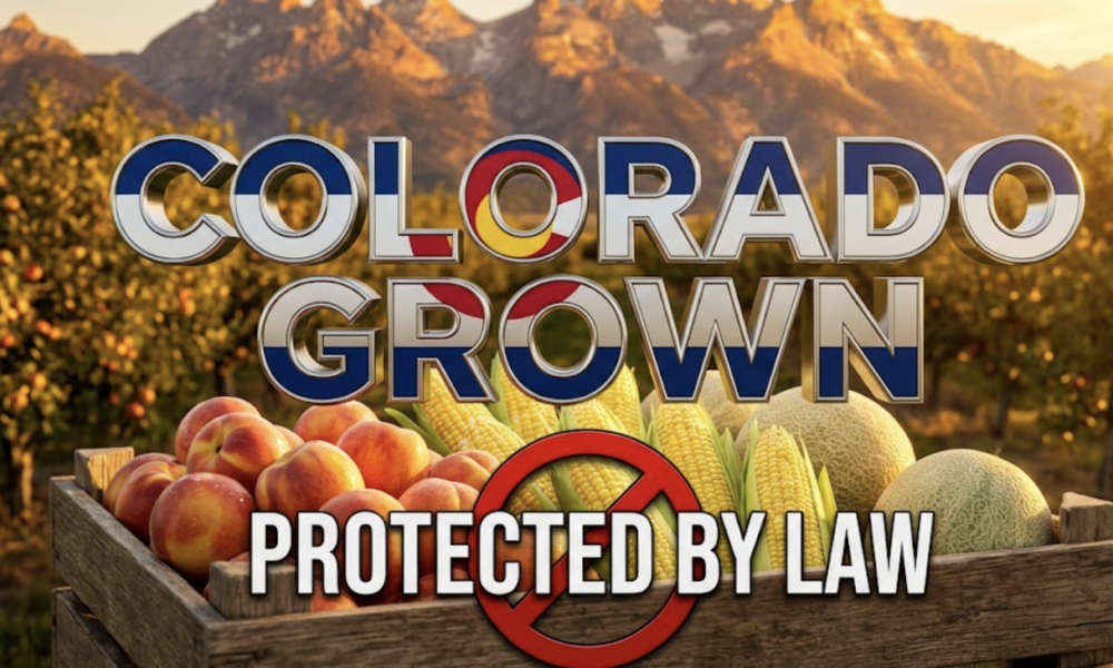 A viral, hyper-realistic YouTube thumbnail with a bold rural American agriculture atmosphere. The background is a golden Colorado Western Slope orchard at sunset with dramatic Rocky Mountain peaks glowing behind. The composition uses a low heroic camera angle to focus on the main subject: a weathered wooden produce crate overflowing with perfect Palisade peaches, Olathe sweet corn, and Rocky Ford cantaloupe. Image size should be 3:2. The image features massive 3D typography with strict hierarchy: The Primary Text reads exactly: 'COLORADO GROWN'. This text is massive, the largest element in the frame, rendered in polished chrome metal with authentic Colorado Proud logo colors to look like a high-budget 3D render. The Secondary Text reads exactly: 'PROTECTED BY LAW'. This text is significantly smaller, positioned below the main text with a thick red prohibition-circle slash border to contrast against the background. Make sure text 2 is always different theme, style, effect and border compared to text 1. The text materials correspond to the story's concept. Crucial Instruction: There is absolutely NO other text, numbers, watermarks, or subtitles in this image other than these two specific lines. 8k, Unreal Engine 5, cinematic render