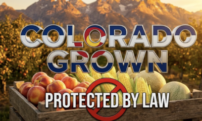 A viral, hyper-realistic YouTube thumbnail with a bold rural American agriculture atmosphere. The background is a golden Colorado Western Slope orchard at sunset with dramatic Rocky Mountain peaks glowing behind. The composition uses a low heroic camera angle to focus on the main subject: a weathered wooden produce crate overflowing with perfect Palisade peaches, Olathe sweet corn, and Rocky Ford cantaloupe. Image size should be 3:2. The image features massive 3D typography with strict hierarchy: The Primary Text reads exactly: 'COLORADO GROWN'. This text is massive, the largest element in the frame, rendered in polished chrome metal with authentic Colorado Proud logo colors to look like a high-budget 3D render. The Secondary Text reads exactly: 'PROTECTED BY LAW'. This text is significantly smaller, positioned below the main text with a thick red prohibition-circle slash border to contrast against the background. Make sure text 2 is always different theme, style, effect and border compared to text 1. The text materials correspond to the story's concept. Crucial Instruction: There is absolutely NO other text, numbers, watermarks, or subtitles in this image other than these two specific lines. 8k, Unreal Engine 5, cinematic render