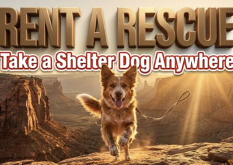 A viral, hyper-realistic YouTube thumbnail with a warm, golden-hour Colorado outdoors atmosphere. The background is a sweeping view of the Colorado National Monument red rocks at sunset with dramatic god rays cutting through dust. The composition uses a low, heroic camera angle to focus on the main subject: a happy shelter dog mid-leap toward the camera with tongue out and ears flapping, leash trailing freely. Image size should be 3:2. The image features massive 3D typography with strict hierarchy: The Primary Text reads exactly: 'RENT A RESCUE'. This text is massive, the largest element in the frame, rendered in brushed bronze gold with realistic depth and sun-kissed highlights to look like a high-budget 3D render. The Secondary Text reads exactly: 'Take a Shelter Dog Anywhere'. This text is significantly smaller, positioned below the main text. It features a thick white border with slight red outline sticker style to pop against the desert backdrop. Make sure text 2 is clean, bold, different font weight and effect from text 1. The text materials correspond to the story's concept. Crucial Instruction: There is absolutely NO other text, numbers, watermarks, or subtitles in this image other than these two specific lines. 8k, Unreal Engine 5, cinematic render