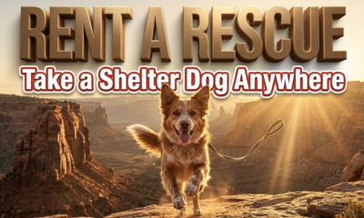 A viral, hyper-realistic YouTube thumbnail with a warm, golden-hour Colorado outdoors atmosphere. The background is a sweeping view of the Colorado National Monument red rocks at sunset with dramatic god rays cutting through dust. The composition uses a low, heroic camera angle to focus on the main subject: a happy shelter dog mid-leap toward the camera with tongue out and ears flapping, leash trailing freely. Image size should be 3:2. The image features massive 3D typography with strict hierarchy: The Primary Text reads exactly: 'RENT A RESCUE'. This text is massive, the largest element in the frame, rendered in brushed bronze gold with realistic depth and sun-kissed highlights to look like a high-budget 3D render. The Secondary Text reads exactly: 'Take a Shelter Dog Anywhere'. This text is significantly smaller, positioned below the main text. It features a thick white border with slight red outline sticker style to pop against the desert backdrop. Make sure text 2 is clean, bold, different font weight and effect from text 1. The text materials correspond to the story's concept. Crucial Instruction: There is absolutely NO other text, numbers, watermarks, or subtitles in this image other than these two specific lines. 8k, Unreal Engine 5, cinematic render