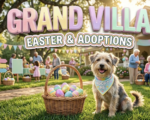 A viral, hyper-realistic YouTube thumbnail with a heartwarming community atmosphere. The background is a sunlit outdoor lawn at an assisted living facility decorated with pastel Easter banners and colorful egg hunt stations, with soft golden hour lighting filtering through trees. The composition uses a wide-angle establishing shot to focus on the main subject: a wicker Easter basket overflowing with bright eggs positioned next to an adorable rescue dog wearing a pastel adoption bandana. Image size should be 3:2. The image features massive 3D typography with strict hierarchy: The Primary Text reads exactly: 'GRAND VILLA'. This text is massive, the largest element in the frame, rendered in glossy pastel gradient material with soft spring colors (pink, yellow, lavender) to look like a high-budget 3D render. The Secondary Text reads exactly: 'EASTER & ADOPTIONS'. This text is significantly smaller, positioned below the main text. It features a thick, distinct white border with a subtle rainbow outline (sticker style) to contrast against the background. Make sure text 2 is always different theme, style, effect and border compared to text 1. The text materials correspond to the story's concept. Crucial Instruction: There is absolutely NO other text, numbers, watermarks, or subtitles in this image other than these two specific lines. 8k, Unreal Engine 5, cinematic rende