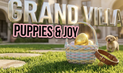 A viral, hyper-realistic YouTube thumbnail with a Lifestyle and uplifting atmosphere. The background is a sunny, manicured outdoor courtyard with vibrant green grass and soft, warm sunlight. The composition uses a low angle to focus on the main subject: a highly detailed, bright golden Easter egg resting in a woven pastel basket next to a leather dog collar. Image size should be 3:2. The image features massive 3D typography with strict hierarchy: The Primary Text reads exactly: 'GRAND VILLA'. This text is massive, the largest element in the frame, rendered in shiny chrome material to look like a high-budget 3D render. The Secondary Text reads exactly: 'PUPPIES & JOY'. This text is significantly smaller, positioned below or next to the main text. It features a thick, distinct pink border outline sticker style to contrast against the background. The text materials correspond to the story's concept. Crucial Instruction: There is absolutely NO other text, numbers, watermarks, or subtitles in this image other than these two specific lines. 8k, Unreal Engine 5, cinematic render.