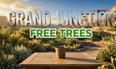 A viral, hyper-realistic YouTube thumbnail with a Lifestyle atmosphere. The background is a sunny, lush residential garden in a desert mountain valley with warm, golden hour sunlight. The composition uses a Low Angle to focus on the main subject: a small green tree seedling in a simple biodegradable pot sitting on a clean wooden garden table. Image size should be 3:2. The image features massive 3D typography with strict hierarchy: The Primary Text reads exactly: 'GRAND JUNCTION'. This text is massive, the largest element in the frame, rendered in Chrome to look like a high-budget 3D render. The Secondary Text reads exactly: 'FREE TREES'. This text is significantly smaller, positioned below the main text. It features a thick, distinct bright green sticker-style border to contrast against the background. The text materials correspond to the story's concept. Crucial Instruction: There is absolutely NO other text, numbers, watermarks, or subtitles in this image other than these two specific lines. 8k, Unreal Engine 5, cinematic render.