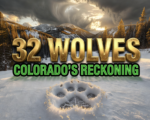 Colorado gray wolf pack reintroduction Rocky Mountains pups 2026