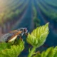 Costco grapevine glassy-winged sharpshooter recall in Northern California wine country.