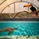 Planet Zoo 2 aquariums and aviaries debut at October 2026 launch on consoles.