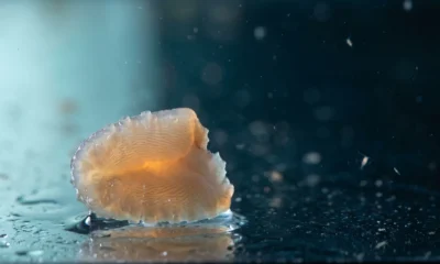 Sea cucumber tissue immortality study explained with HeLa cell comparison.