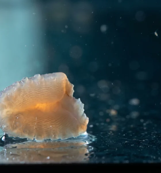 Sea cucumber tissue immortality study explained with HeLa cell comparison.
