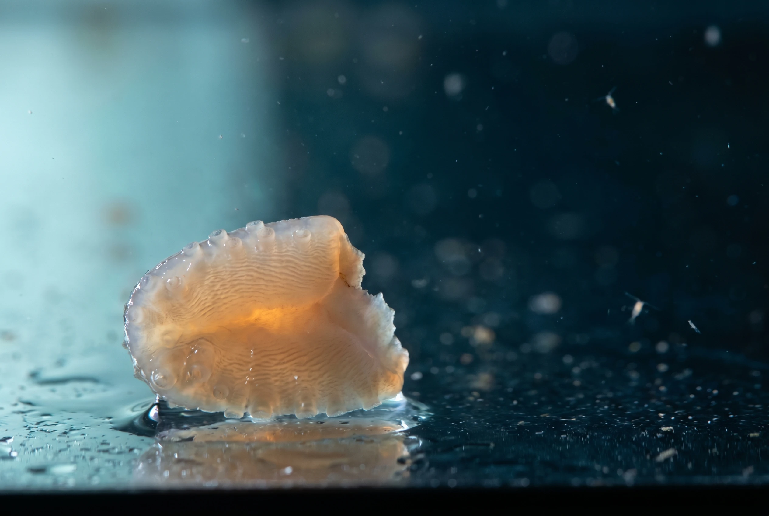 Sea cucumber tissue immortality study explained with HeLa cell comparison.
