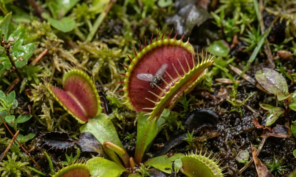 Venus flytrap closing its two-lobed trap mid-snap on bog substrate