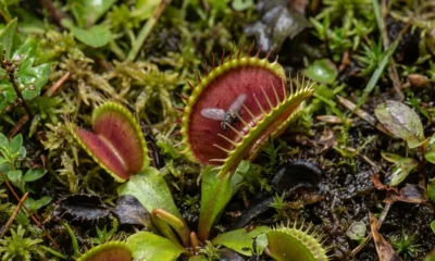 Venus flytrap closing its two-lobed trap mid-snap on bog substrate