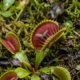 Venus flytrap closing its two-lobed trap mid-snap on bog substrate