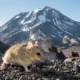 Andean leaf-eared mouse high altitude survival genome study