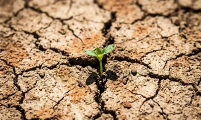 how long earth's plants will survive
