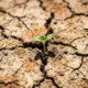 how long earth's plants will survive