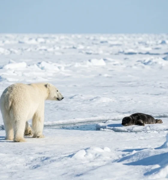 polar bear backs away from bearded seal pup on Svalbard ice