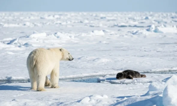 polar bear backs away from bearded seal pup on Svalbard ice