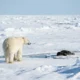 polar bear backs away from bearded seal pup on Svalbard ice