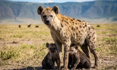 spotted hyena alpha female with cubs Ngorongoro clan dominance