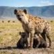 spotted hyena alpha female with cubs Ngorongoro clan dominance