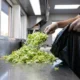 Taylor Farms iceberg lettuce recall cyclospora outbreak Taco Bell