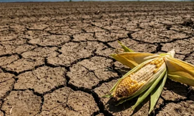 corn wheat futures multi-year highs Black Sea US supply