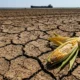 corn wheat futures multi-year highs Black Sea US supply