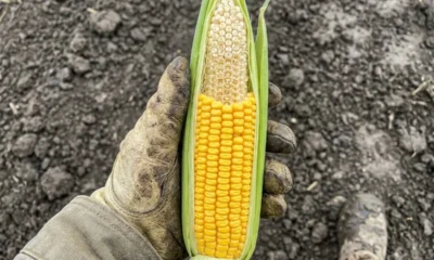 Pro Farmer Crop Tour Indiana Nebraska corn yield tipback sampling