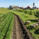 Wendy Johnson diversified Iowa farm sheep corn organic resilience