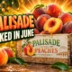 Palisade peach harvest 2026 earliest June crop